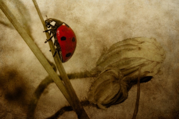 Photograph Michel Bochet Merand Red Point on One Eyeland